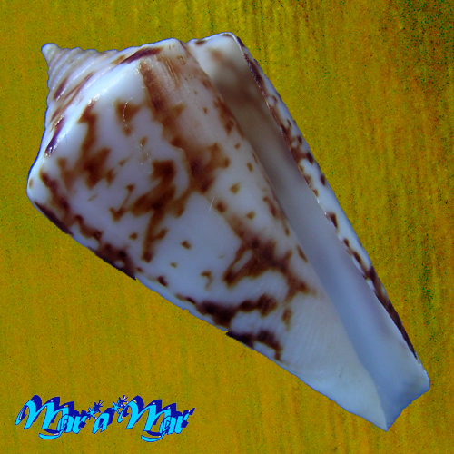 Conus tostesi Petuch, 1986