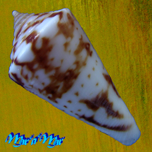Conus tostesi Petuch, 1986 - Image 2