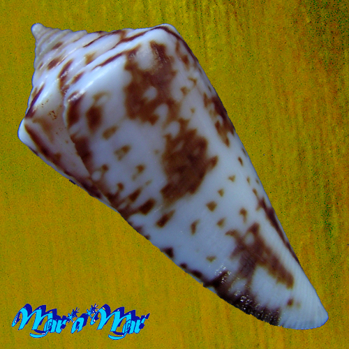 Conus tostesi Petuch, 1986 - Image 3