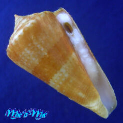 Conus xanthocinctus Petuch, 1986