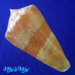 Conus xanthocinctus Petuch, 1986 - Imagem 2