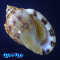 Semicassis labiata iheringi (Carcelles, 1953)