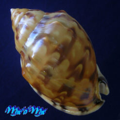 Semicassis labiata iheringi (Carcelles, 1953) - Imagem 4