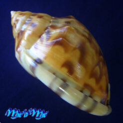 Semicassis labiata iheringi (Carcelles, 1953) - Imagem 3