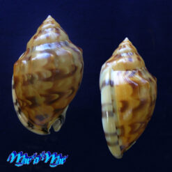 Semicassis labiata iheringi (Carcelles, 1953) - Imagem 2