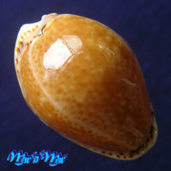 Cypraea acicularis marcuscoltroi (Petuch, 2015)