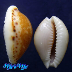 Cypraea acicularis marcuscoltroi (Petuch, 2015) - Imagem 2