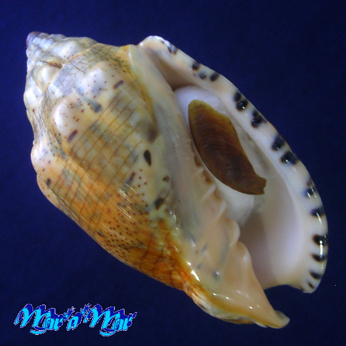 Voluta musica laevigata, Lamarck, 1811