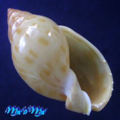 Casmaria atlantica Clench, 1944