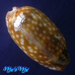 Macrocypraea zebra Linnaeus, 1778