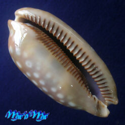 Alternative view of Macrocypraea zebra Linnaeus, 1778