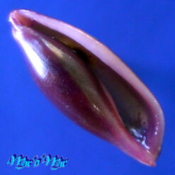 Delonovolva cf. senegalensis F. A. Schilder 1931