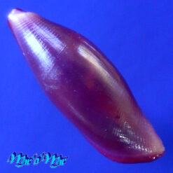 Alternative view of Delonovolva cf. senegalensis F. A. Schilder 1931