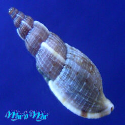 Alternative view of Tritonoharpa leali Harasewych & Verhaeghe, 1992