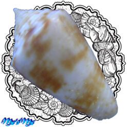 Alternative view of Conus cf. ildae Damaso & Monteiro, 2024