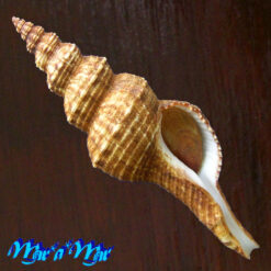 Goniofusus brasiliensis (Grabau, 1904)