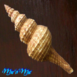 Alternative view of Goniofusus brasiliensis (Grabau, 1904)