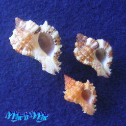 Phyllonotus occulatus (Reeve, 1845)