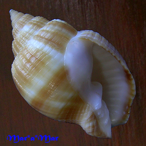 Cancellaria cf. petuchi H. ,P. & Verhecken, 1992
