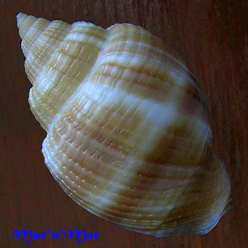 Cancellaria cf. petuchi H. ,P. & Verhecken, 1992 - Imagem 2