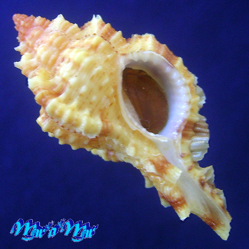 Siratus coltrorum E. Vokes, 1991
