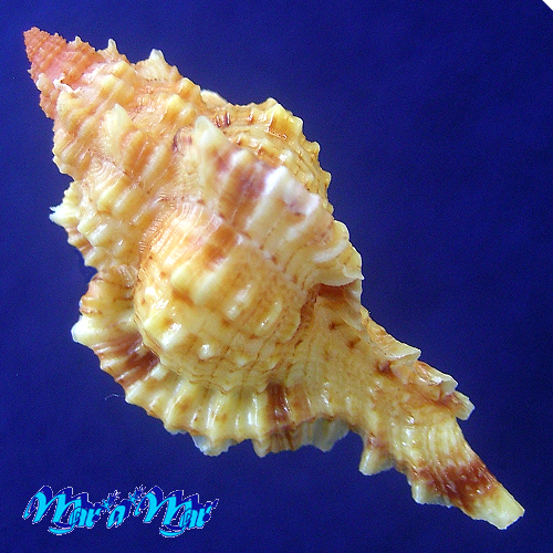 Siratus coltrorum E. Vokes, 1991 - Image 2