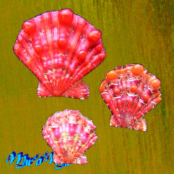 Nodipecten nodosus (Linnaeus, 1758)