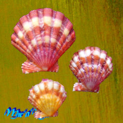 Nodipecten nodosus (Linnaeus, 1758) - Image 2