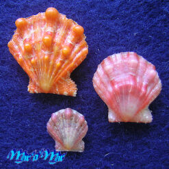Nodipecten nodosus (Linnaeus, 1758)
