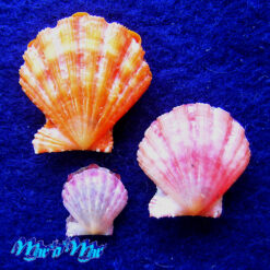 Nodipecten nodosus (Linnaeus, 1758) - Imagem 2