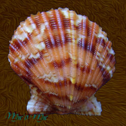 Argopecten noronhensis (E. A. Smith, 1885)