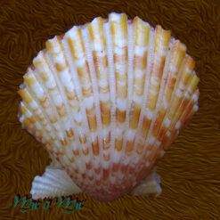 Argopecten noronhensis (E. A. Smith, 1885) - Imagem 2