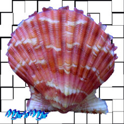 Argopecten noronhensis (E. A. Smith, 1885)