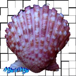 Argopecten noronhensis (E. A. Smith, 1885) - Imagem 2