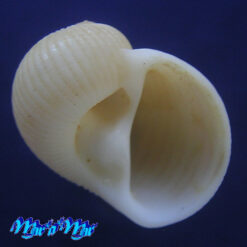 Stigmaulax sulcatus (Born, 1778)