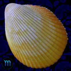 Acrosterigma magnum (Linnaeus, 1758)