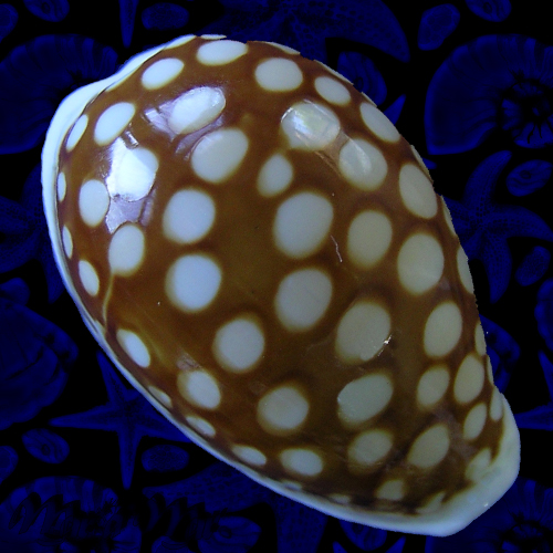 Cypraea (Cribrarula) cribraria comma setepaulensis Bozetti, 2016