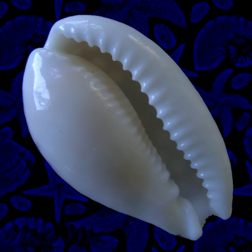 Cypraea (Cribrarula) cribraria comma setepaulensis Bozetti, 2016 - Imagem 2