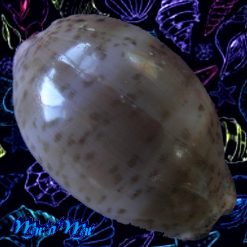 Cypraea cinerea brasiliensis