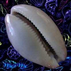 Alternative view of Cypraea cinerea brasiliensis