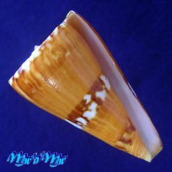 Conus riosi Petuch, 1986