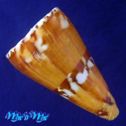 Alternative view of Conus riosi Petuch, 1986