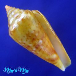 Conus (Lamniconus) petestimpsoni (Petuch & Berschauer, 2016)