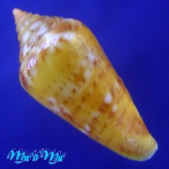 Alternative view of Conus (Lamniconus) petestimpsoni (Petuch & Berschauer, 2016)