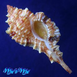 Siratus coltrorum E. Vokes, 1991