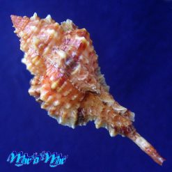 Alternative view of Siratus coltrorum E. Vokes, 1991