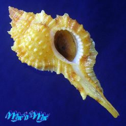 Siratus coltrorum E. Vokes, 1991