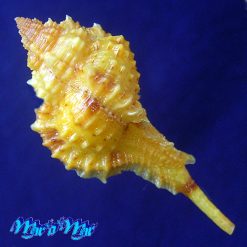 Alternative view of Siratus coltrorum E. Vokes, 1991