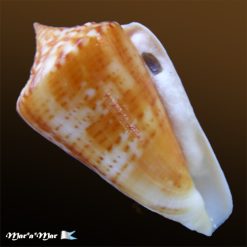 Conus xanthocinctus Petuch, 1986