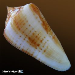 Alternative view of Conus xanthocinctus Petuch, 1986